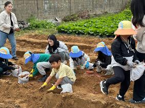 미곡초, ‘고구마 수확 체험’으로 흙의 소중함과 생명의 가치 배워